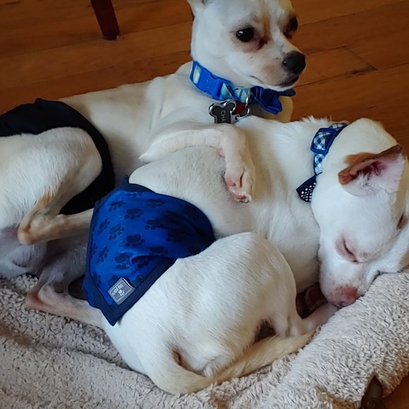 Meet your Posher, Edna - Picture 3 of 7